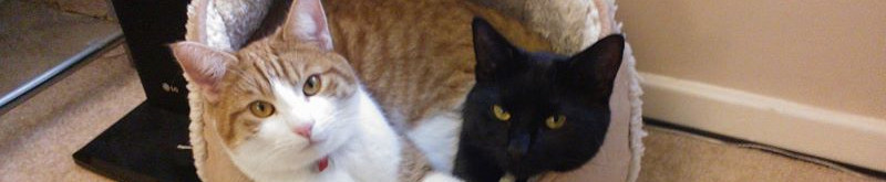 A ginger cat and a black cat sit in a basket. These are Space and Time!