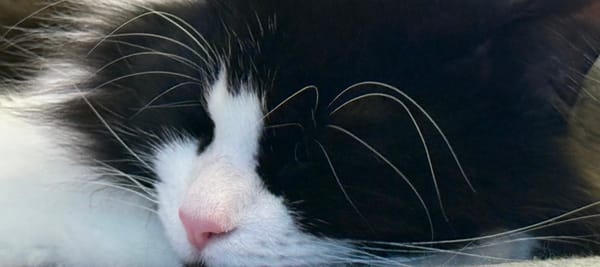 Creative Discipline? Ask My Cat.